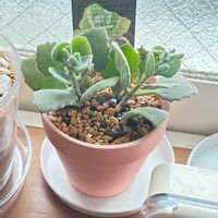 ミロッティーの画像