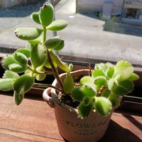 熊童子,くまﾁｬﾝベビー♬♡,多肉植物の画像