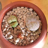 サボテン,リトープス,小型着生蘭 ディネマポリブルボン,多肉植物,植え替えの画像