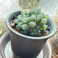 ハオルチア オブツーサ,ハオルチア オブツーサの画像