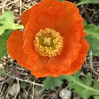 スイセン,ポピー,ホトケノザ,アイスランドポピー,水滴玉の画像