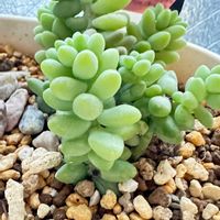 ビアホップ の画像