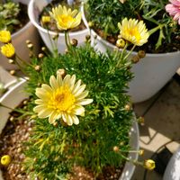 セダム 薄化粧,クリサンセマム,マーガレットソレミオ,ムスカリ ベイビーズブレス,花が咲いたの画像