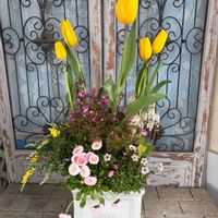 ティアレラ,デージー,クモマグサ,ボロニア・ピナータ,チューリップ・ストロングゴールドの画像