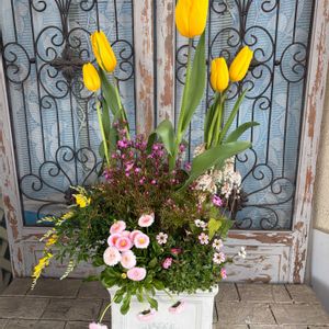 ティアレラ,デージー,クモマグサ,ボロニア・ピナータ,チューリップ・ストロングゴールドの画像