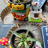 アガベ　笹の雪,勝手に7日は爪エッジ棘の日,毎月7日はアガベの日,るる　かまぼこ板で繋がる輪,ちょこんとﾋﾟｰﾀﾝの画像