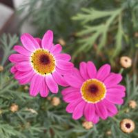 パンジ－,ボンザマーガレット,絵になるスミレ・ミュール,ピンクの花,ベランダの画像