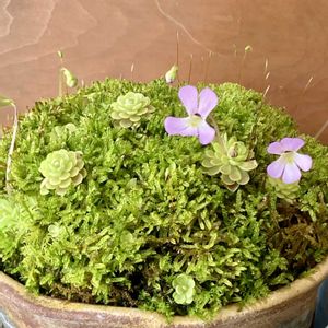 姫足長ムシトリスミレ,食虫植物,放置,庭の画像
