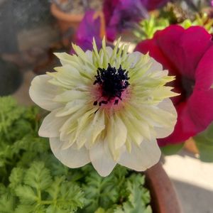 アネモネ,アネモネ・アンアリス,癒される,軒下,花のある暮らしの画像