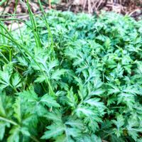 ヨモギ,ヨモギ,蓬(ヨモギ),食べられる野草,薬用植物の画像