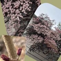 アガベ,七宝樹,ストレプトカーパス・サクソルム,エルダーフラワー(西洋ニワトコ),今日のお花の画像