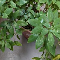 アルストロメリアの画像