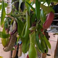 ネペンテス,ネペンテス・ミランダ,ネペンテス・アラータ,ネペンテス・ベントリコーサ,食虫植物ウツボカズラの画像