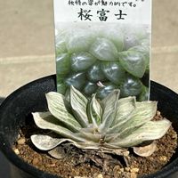 天竺,円刀,桜富士,多肉植物,クラッスラ属の画像