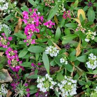 スイートアリッサム の画像