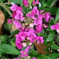 スイートアリッサム の画像