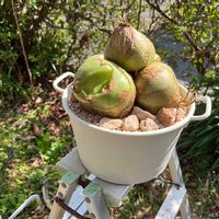 蒼角殿,ソウカクデン,葉挿し,球根植物,珍奇植物の画像