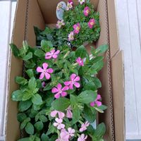 ミヤコワスレ,クモマグサ,白菜,ソラマメ,ソラマメの花の画像