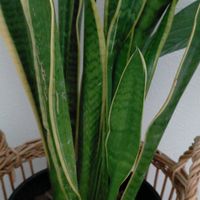 サンスベリアの画像