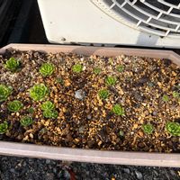 ツメレンゲ,昭和,多肉植物,オロスタキス属の画像