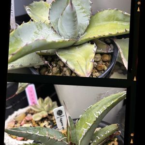 白閃光,アガベチタノタブルー,アガベポタトラム,アガベ ·バーントバーガンディ,アガベ・オテロイの画像