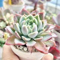 ミックスベリア 桜子,成長記録 桜子,神奈川タニラー,多肉男子,ミックスベリアの画像