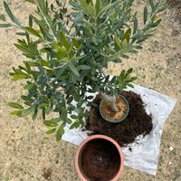 オリーブ,鉢植え,植え替え,花のある暮らし,植物のある暮らしの画像