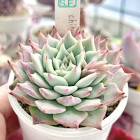 成長記録 チワワエンシス ジェコラ,エケベリア チワワエンシス ジェコラ,神奈川タニラー,多肉男子,バルコニー/ベランダの画像