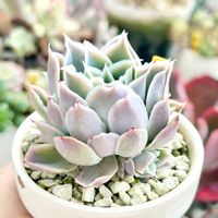 エケベリア　シムランス,成長記録 シムランス,神奈川タニラー,多肉男子,バルコニー/ベランダの画像