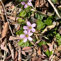 シロバナタンポポ,ムラサキカタバミ,ムラサキカタバミ（紫片喰）,シロバナタンポポ(白花蒲公英),道端の画像