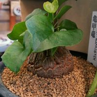 亀甲竜,アデニウム オベスム,多肉植物,多肉男子,ホムセン出身の画像