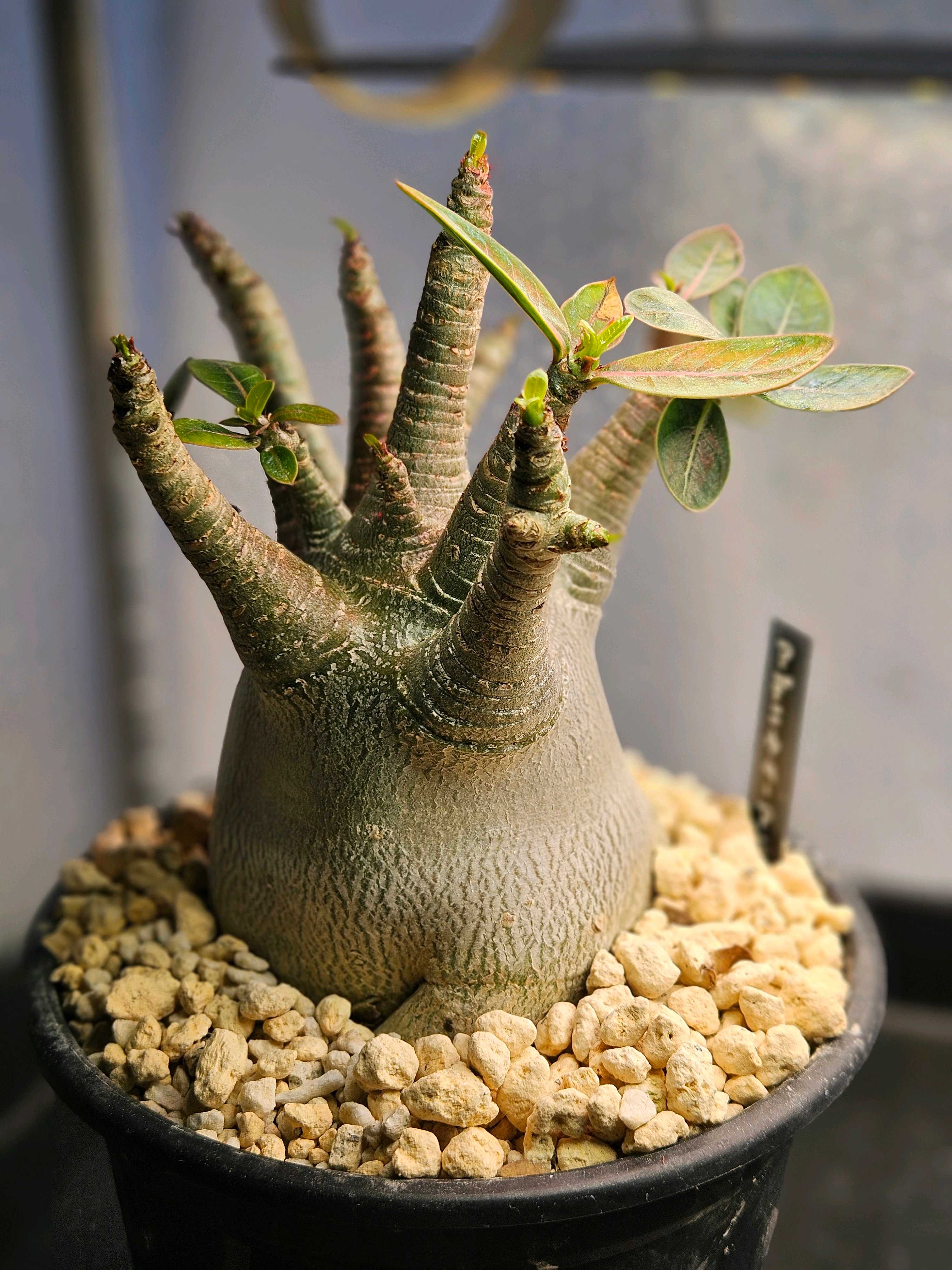 すいーとがーでん ヌック a473 特選 多肉植物 珍奇塊根植物 コーデックス オトンナ