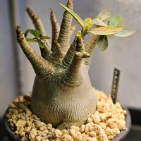 アデニウム,塊根植物,珍奇植物,アデニウムアラビカム,植物大好きの画像