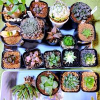 ハオルチア,アガベ,ハオルチア オブツーサ,多肉植物,ハオルチア属の画像