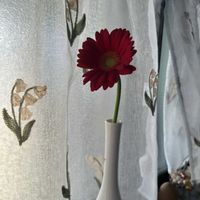 ガーベラ,ガーベラ,名古屋名鉄百貨店の画像