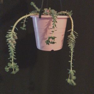 ユーフォルビア属,ユーフォルビア属,ユーフォルビア ミルシニテス,ユーフォルビア ミルシニテス,ハンキングの画像