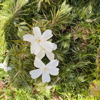 シバザクラの画像