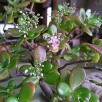 金のなる木,ピンク組♪,その他部屋の画像