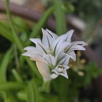 ニラ,ミツカドネギ,アリウム トリケトラム,花のある暮らし,花自慢の画像