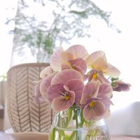 ビオラ,春の花,アスパラガス,万葉菫 おぼろ月,観葉植物の画像