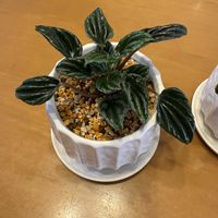 ペペロミア,観葉植物,植え替え,植物,お迎えの画像