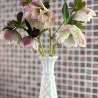 八重咲きクリスマスローズ,クリスマスローズ 雅シリーズ 琴音,花瓶,ミルクガラス,おうち園芸の画像