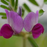 カラスノエンドウ,マメ科,マクロ撮影,緑のある暮らし,マクロレンズの画像