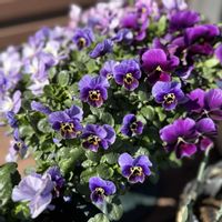 ビオラ,デルフィニウム,ビオラ グラデーション,ガーデニング,ビオラ・パンジーの画像