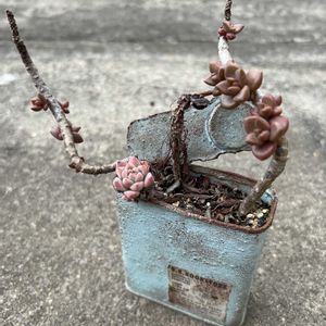 放置多肉,盆栽みたいな,リメ缶寄せ植えのその後の画像