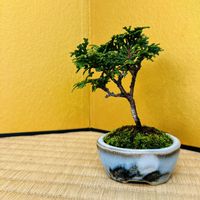 ヒノキ,津山ヒノキ,ヒノキ盆栽,津山檜,盆栽の画像