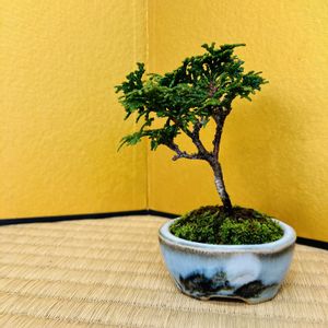 ヒノキ,津山ヒノキ,ヒノキ盆栽,津山檜,盆栽の画像