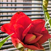 アマリリス,꒰ღ˘◡˘ற꒱かわゅ~,花のある暮らし,屋上ガーデニング,おうち園芸の画像
