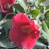 寒椿,侘助,ヤブツバキ,藪椿,カンツバキ(寒椿)の画像