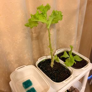 レタス,水耕栽培,家庭菜園初心者,南向き,おうち園芸の画像